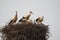 Four black and white storks in their nest facing the horizon, Lerida