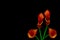 Four blood orange calla lillies on black background
