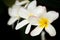 Four blossom frangipani Plumeria flowers are beautiful lined