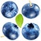 Four blueberries with leaf/ File contains clipping paths.