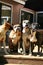 Four Boxer Dogs