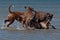 Four boxer play in water