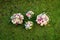 Four bridal bouquets on the green grass.