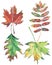 Four bright beautiful colorful leaves autumn green red brown maple and rowan