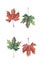 Four bright beautiful colorful leaves autumn green red brown maple watercolor