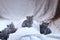 Four British Shorthair babies on a blanket