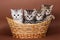 Four British striped kitten