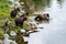 Four brown bear cubs standing on the side of the Brooks River getting ready to enter the river and swim to momma bear, Katmai Nati