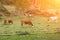 Four brown cows chewing grass against a green field