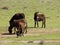 Four brown donkeys graze grass in a field