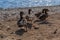 Four brown ducks walk in group along sandy pebble seashore in search of food. Coastline. Animals with feathers. Warm