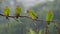 Four Brown-hooded Parrots in a branch