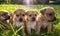 Four brown puppies in the grass