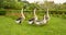 Four brown and white goose walking in the beautiful garden, they are a large waterbird with long neck, short legs, webbed feet, a