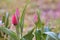 Four buds of tulips and green leaves