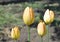 Four buds of yellow tulips.