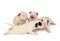 Four Bull Terrier puppies, playing over white background