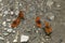 Four butterflies playing together on the ground