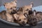 Four Cairn Terrier puppies dogs kennel in dog bed