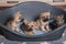 Four Cairn Terrier puppies dogs kennel in dog bed