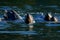 Four California sea lions swim with their heads up in Sooke Harbour