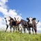 Four calves stand in grassy meadow with yellow flowers under blue sky