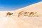 Four camels caravan crossing desert road pasturing, Dead sea, Is