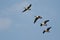 Four Canada Geese