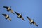 Four Canada Geese flying on blue sky.