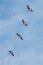 Four Canada Geese flying in a row in a blue sky