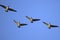 Four Canada Geese flying together on blue sky, migrating north to summer nesting grounds.