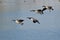 Four Canada Geese Landing on a Winter Lake