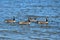 Four Canada geese swimming in the ocean