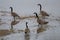 Four Canada Goose standing in the creek