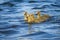 Four Canada Goslings on Blue Water