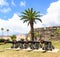 Four Cannons Under a Palm Tree