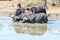 Four cape buffaloes drinking in a muddy dam