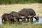 Four cape buffalos drinking water from a waterhole