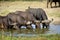 Four cape buffalos drinking water from a waterhole