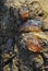 Four catching pink jellyfish on a large stone