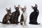 Four cats Cornish Rex