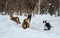 Four cats in the snow