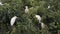 Four Cattle-egret perched in a treetop