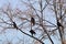 Four Caucasian rooks in maple tree branches in winter