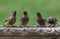 Four Cedar Waxwing Birds at a Birdbath
