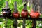 Four ceramic teapots on a wooden fence