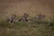 Four cheetah cubs lying on grassy mound