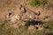 Four cheetah cubs play around dead log