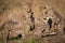 Four cheetah cubs play on dead log