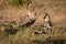 Four cheetah cubs playing around dead log